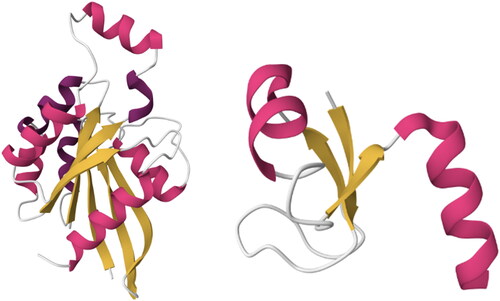 Figure 2. Two structures belong to the same Architecture (3-Layer (aba) Sandwich) with different Topologies (Left-to-right: (1) Rossmann fold, PDBID: 1A2B and (2) Ribosomal Protein L9, PDBID: 2HBA). Although the number and length of the secondary structures is quite different, they both share the same overall shape: beta-sheets surrounded by alpha helices. Images created using Mol* (Sehnal et al., Citation2021).