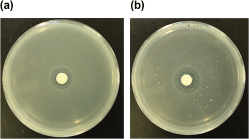 Fig. 4. The antimicrobial activity of oxalic acid against B. subtilis in the absence (a) and presence (b) of aluminum phosphate (5.5 mM).