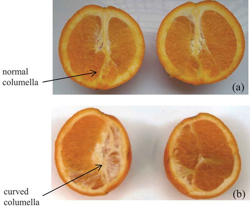 Figure 1. Cross of orange Var. Washington navel (Citrus sinensis) with: (a) a normal columella, (b) a curved columella