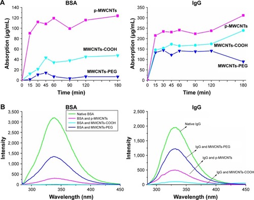 Figure 2 The binding interaction of MWCNTs with BSA and IgG.Notes: (A) Quantification of BSA (left) and IgG (right) bound to MWCNTs using BCA protein assay. (B) Fluorescence emission spectra of BSA (left) and IgG (right) in the absence and presence of three types of MWCNTs. MWCNTs were dispersed in BSA or IgG solution (0.2 mg/mL) at 25°C for 60 minutes, then the solution was tested by emission spectra at an excitation wavelength of 278 nm. Circular dichroism spectra of BSA (C) and IgG (D) in the absence and presence of three types of MWCNTs. MWCNTs were dispersed in BSA solution (0.2 mg/mL) at 25°C for 60 minutes, and then the solution was tested by circular dichroism spectra (left) at 190–280 nm. Percent of secondary (right) BSA and IgG structures inferred from the CD spectra.Abbreviations: BCA, bicinchoninic acid; IgG, immunoglobulin G; MWCNTs, multiwalled carbon nanotubes; MWCNTs-COOH, carboxylated MWCNTs; MWCNTs-PEG, polyethylene glycol MWCNTs.