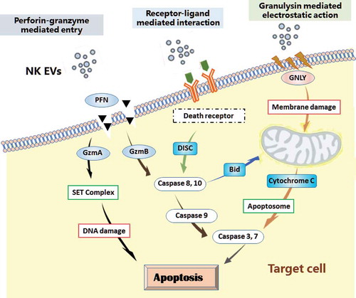 Figure 3. Mechanisms of NK-cell derived EVs interacting with target cells. NK cell-derived EVs express molecules involved in cytotoxicity: perforin-granzyme mediated fusion, receptor–ligand mediated reaction, granulysin mediated electrostatic interaction. The cytotoxic proteins of NK EVs may rely on the three mechanisms to activate the caspase cascade, and induce cell apoptosis. PFN, perforin; GzmA, granzyme A; GzmB, granzyme B; GNLY, granulysin; DISC, death-inducing signalling complex; BID, BH3-interacting domain.