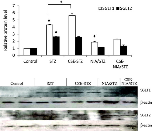 Figure 7. Western blotting for SGLT1 and SGLT2 proteins in ET2D and LT2D before and after treatment with CSE. ♦p < .01 versus Control; *p < .01. Data are expressed as mean ± SD of two experiments.