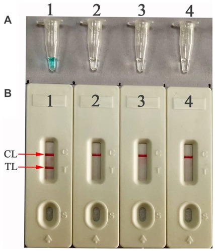 Figure 2 Confirmation and verification of E. faecalis-MCDA products. (A) The E. faecalis-MCDA amplification products were detected by the MG method through visual observation of the color change. (B) LFB was applied for the visual detection of E. faecalis-MCDA products. Tube 1/Biosensor 1: positive amplification of E. faecalis strain 29212; Tube 2/Biosensor 2: negative amplification of Enterococcus faecium (2nd GZUTCM); Tube 3/Biosensor 3: negative amplification of Staphylococcus aureus (ATCC25923); Tube 4/Biosensor 4: blank control (DW).