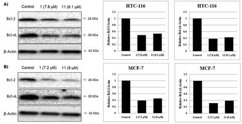 Figure 9. Effect of compounds 1, 11 and vehicle control on anti-apoptotic proteins (Bcl-2 and Bcl-xL) in (A) HCT-116 cancer cells and (B) MCF-7 cancer cells.