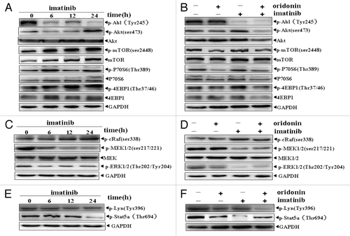 Figure 4. Effects of imatinib alone or in combination with oridonin on growth-signaling pathways in SUP-B15 cells. The SUP-B15 cells were incubated with 1μM imtinib for 6, 12, 24 h, or with 1 μM imatinib plus 3 μM oridonin for 24 h. They were then harvested and total proteins were extracted. Equal amounts of protein from each sample were separated on SDS-PAGE and immunoblotted with indicated antibodies, GAPDH was used as a loading control. Imatinib upregulated Akt/mTOR signaling pathway (A), inhibited constitutively activation of MEK, ERK signaling proteins (C) and STAT5 signaling (E) and had no significant effect on RAF and LYN signaling proteins (C,E). Oridonin overcame the upregulation of Akt/mTOR signaling pathway by imatinib. (B), Oridonin plus imatinib had no synergetic inhibitory effects on activation of MEK, ERK (D) and STAT5 (F) signaling proteins. The combination of oridonin and imatinib exerted significant inhibitory effect on activation of LYN tyrosine kinase (F). The results shown were representative of two independent experiments.