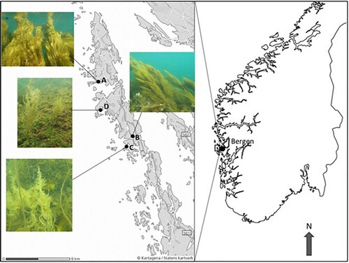 Figure 1. Study area west of Bergen with localization of stations A–D, and with photos of Sargassum muticum from the different stations included. (Photos: M. Eilertsen; maps: Kartagena, Statens kartverk and Vemaps.com).