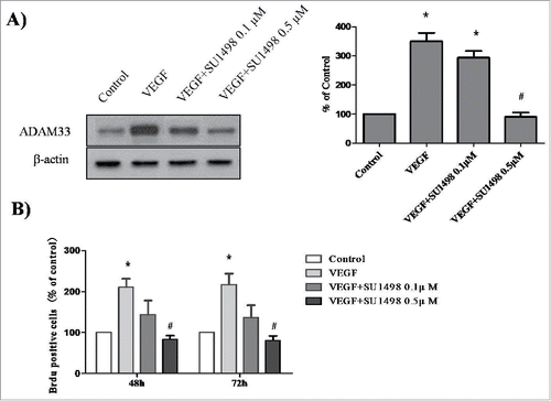 Figure 4. Effect of SU1498 on VEGF-induced ADAM-33 expression and cell proliferation in ASM cells. ASM cells were incubated with indicated doses of SU1498 for 2 h before treatment with VEGF (50 ng/ml) for 24 h, and then western blotting analysis for ADAM-33 was performed. β-actin was used as a loading control (A). ASM cells were incubated with indicated doses of SU1498 for 2 h before treatment with VEGF (50 ng/ml) for 48 or 72 h, and then cell proliferation was determined by BrdU incorporation (B). All experiments were done at least twice. Values represent the means ± SEM. *P < 0.05 vs. control; # P < 0.05 vs. VEGF alone.