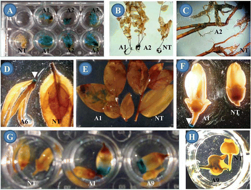 FIGURE 2 Histochemical GUS assay in transgenic blueberry cv. Aurora: (A) Shoots cultured on Km-selection medium (upper wells) and non-selection medium (lower wells); (B) 6-month-old plants; (C) root parts of one transgenic and one non-transgenic as in B but at higher magnification; (D) shoot tips; (E) mature leaves; (F) immature flowers; (G) mature flowers; and (H) immature fruits. NT: Non-transformant. A1, A2, A6, and A9: Independent transgenic events. White arrows show the areas with blue staining (color figure available online).