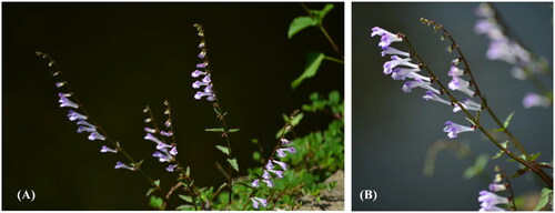 Figure 1. Photographs of Scutellaria barbata D. Don. (These photographs were taken by Prof. Quan Zhang). The foliage of S. barbata exhibits triangular, ovate, or ovate-lanceolate shapes, characterized by a sharp apex and a broad wedge-shaped or nearly truncated base. The raceme of this species is inconspicuous and positioned terminally. The lower bracts are elliptic or narrowly elliptic, while the bracteoles take the form of needle-shaped structures. Furthermore, the corollas of Scutellaria barbata display a vivid purple-blue coloration. (A) Plant panorama of S. barbata and (B) the flowers of S. barbata.