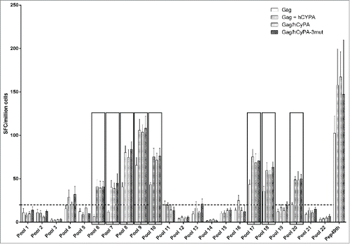 Figure 4. Identification of dominant Gag epitopes in various vaccination strategies by ELISPOT mapping assay. The figure indicates the T-cell responses of splenocytes from immunized mice to 22 pools, each consisting of 11 Gag 15-aa peptides overlapping by 11-aa, that were measured by ELISPOT assay 2 weeks after the last of 3 DNA immunizations. The black box highlights pools (p value < 0.05) that induced significantly greater cellular immune responses in the CyPA groups, compared with the Gag-immunized only group. The dashed line at 20 spots indicates the cut-off value of this assay.