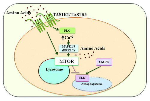 Figure 1. TAS1R1-TAS1R3 directly detects amino acids leading to the activation of MTORC1 and inhibition of autophagy. This receptor activates MTORC1, in part, through the activation of phospholipase C (PLC), the increase in intracellular calcium, and the activation of MAPK1-MAPK3. TAS1R1-TAS1R3 is required for the amino acid-induced MTOR localization to the lysosome, a necessary step in MTORC1 activation.