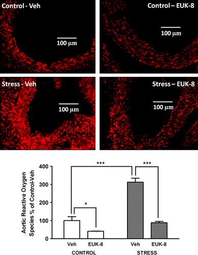 Figure 1  Effect of restraint stress on aortic root reactive oxygen species generation in Apoe− / − mice. Representative images showing reactive oxygen species generation in aortic root transverse sections from Apoe− / − mice. Mice were either vehicle treated: control/Veh (n = 4) and stress/Veh (n = 4) or treated with EUK-8, an oxygen-derived free radical scavenger: control/EUK-8 (n = 4) and stress/EUK-8 (n = 4). Stressed mice were exposed to restraint stress for 2 h per day for 14 consecutive days. EUK-8 or vehicle was administered by intra-peritoneal injection every other day for 14 days. The lower panel shows a summary graph. Data are group means ± SEM. *p < 0.05, ***p < 0.001, post hoc Bonferroni tests.