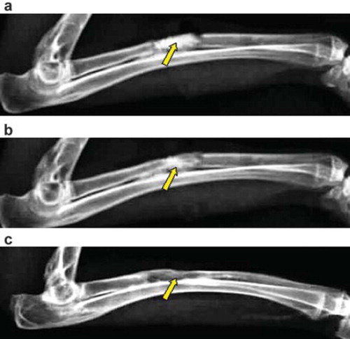 Figure 4. X-ray photograph for the bone defect of group B: (a) at 4th week, the interaction surface between new bone tissues and the material is clear; (b) at 8th week, the interaction surface between new bone tissues and the material is clear; (c) at 12th week, the material has not been degraded completely, and the bone defect has been partly repaired.