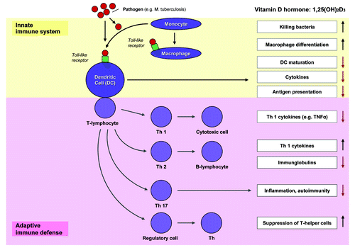 Figure 3. Vitamin D and immune system. 1α,25(OH)2D appears to influence susceptibility to and severity of infection via multiple mechanisms via the innate and adaptive immune system.Citation145