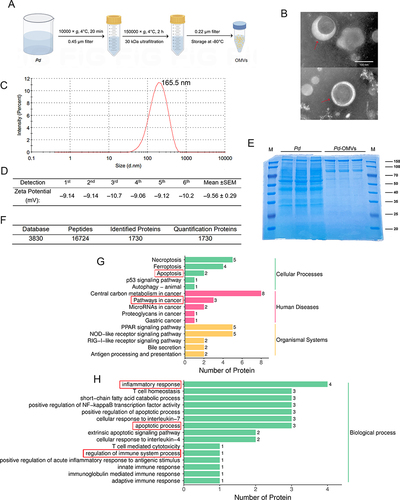 Figure 1 Identification and characterization of Pd-OMVs. (A) Isolation and purification procedures of Pd-OMVs. (B) TEM images of Pd-OMVs. (C) Size distribution of Pd-OMVs. (D) Zeta potential of Pd-OMVs (n = 6). (E) Protein profiles of Pd and Pd-OMVs (n = 3). (F) Summary of protein identification results for Pd-OMVs. (G) KEGG and (H) GO enrichment analysis items. The red boxes show the key items related to the proteins of Pd-OMVs.