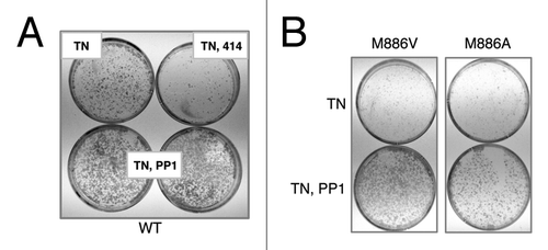 Figure 3. 3-MB-PP1 rescues tunicamycin-sensitivity in wildtype cells, demonstrating an off-target effect. (A) Immortalized PERK−/− mouse fibroblasts stably expressing wild-type PERK were pre-treated with 10 μM (bottom, left) or 15 μM (bottom, right) 3-MB-PP1 for 1 h, or with GSK2606414 as a control. Cells were then acutely stressed with tunicamycin for 30 min and allowed to grow for 6 d. Colonies were stained with Giemsa. (B) Cells of the indicated genotypes were pre-treated with 10 μM 3-MB-PP1 for 1 h, then treated as described in (A).
