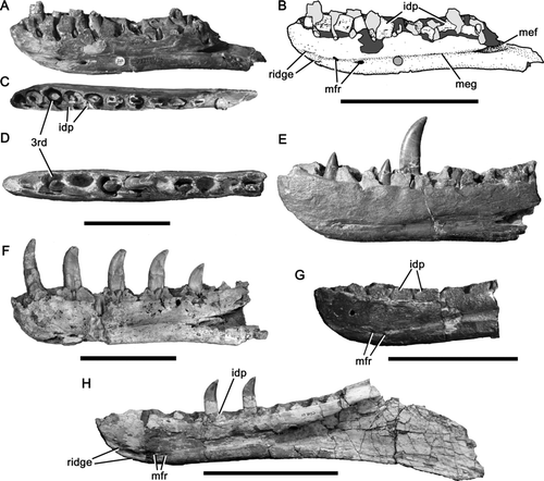 Figure 1 Megalosaurid dentaries. A-C, right dentary of Magnosaurus nethercombensis OUMNH J.12143/1b in medial (A, B) and dorsal (C) views; D, E, right dentary of Megalosaurus bucklandii OUMNH J.13505 in dorsal (D) and medial (E) views; F, right dentary of Duriavenator hesperis BMNH R332 in medial view; G, right dentary of Eustreptospondylus oxoniensis OUMNH J.13556 in medial view; H, left dentary of Dubreuillosaurus valesdunensis in medial view (reversed). In line drawing (B) light grey tone indicates tooth and dark grey tone indicates broken bone. Abbreviations: 3rd, third dentary alveolus; idp, interdental plate; mef, Meckelian fossa; meg, Meckelian groove; mfr, Meckelian foramen. Scale bars equal 100 mm. Parts of image are modified from CitationBenson et al. (2008) (D, E) and CitationBenson (2008a) (F).