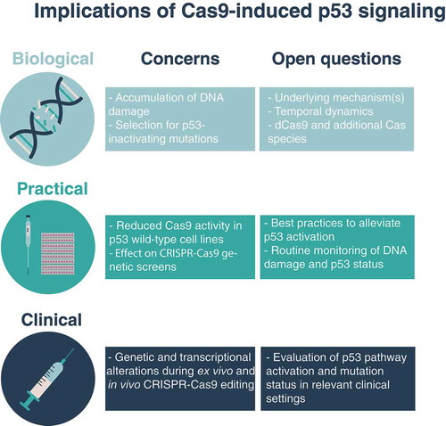 Figure 1. Implications of Cas9-induced p53 signaling. A summary of the biological, practical and clinical concerns associated with CRISPR associated protein 9 (Cas9)-induced tumor protein TP53 (p53) signaling. These concerns raise open questions that need to be tackled: from a basic science perspective, it will be important to understand the mechanisms that lead to nonspecific DNA cutting and to p53 signaling; from a routine lab work perspective, it will be helpful to determine best practices to monitor and alleviate Cas9-induced signaling; from a therapeutics perspective, it will be important to evaluate this issue in clinically-relevant settings. dCas9, catalytically-dead Cas9.