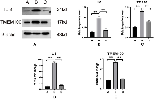 Figure 5 Western blot analysis was used to detect the expression levels of IL-6 and TMEM100 in the DRG of group A, group B and group C (A), and their relative quantities (B and C) were calculated using β-actin as an internal reference. The differences in the expression of IL-6 (D) and TMEM100 (e) in the DRG of the models of group A, group B and group C were detected by qPCR. **P < 0.01.