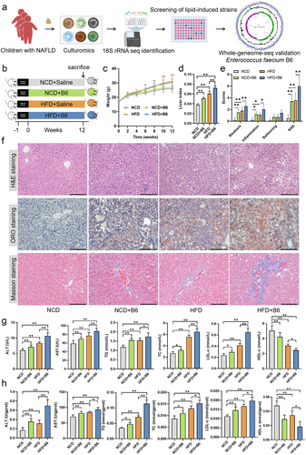 Figure 2. Colonization of E. faecium B6 promoted NAFLD symptoms in mice. (a) Schematic diagram of the isolation, identification, and screening of gut bacterial strain with lipogenic effects. (b) The procedure of mice experiments. (c) Changes in body weight among the NCD, NCD+B6, HFD, and HFD+B6 groups during 12 weeks. (d) Quantification of the liver index in mice. (e) Quantification of the steatosis score, inflammation score, ballooning score, and NAFLD activity score in mice. (f) Representative images of fixed liver sections with H&E, ORO, and masson staining, respectively. Magnification, × 200, the scale bar, 150 μm. (g-h) the concentrations of (g) serum and (h) hepatic ALT, AST, TG, TC, LDL-c, and HDL-c. N=8 per group, error bars represented the mean ± SD, *p < .05, **p < .01.