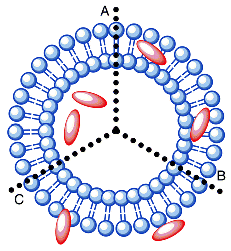 Figure 5. The mode by which antigens are incorporated into liposomes is dependent on their chemical nature. (A) Hydrophilic antigens can be entrapped within the aqueous core of liposomes; (B) hydrophobic antigens can be conjugated at the liposome surface; (C) ampiphilic antigens can be integrated within the phospholipid bilayer.
