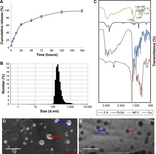 Figure 1 Physiochemical characterization and SEM and TEM analyses of CDDP/PLGA NPs.Notes: (A) Sustain-release phenomenon exhibited by drug-loaded NPs in PBS with pH of 7.4 at 37°C. Initially, 30% of cisplatin was released, and after 48 hours, 70% of cisplatin was released. The values are shown as mean ± SD, n = 3. (B) Size of NPs was measured by DLS. (C) FTIR spectrum of CDDP/PLGA NPs. (D) Scanning electron micrographs of cisplatin-loaded PLGA NPs prepared with W/O/W method (bar: 1 μm). The blue H’s represent the width of the nanoparticles. (E) TEM analysis of drug-loaded NPs depicting the spherical nature of the nanocapsules (bar: 570 nm). The red arrows represent a completely dark center and the blue arrows show the bright margin of the nanoparticle, indicating the loaded drug and the environmental polymer.Abbreviations: SEM, scanning electron microscopy; TEM, transmission electron microscopy; CDDP, cis-diaminedichloroplatinum; PLGA, poly(lactic-co-glycolic acid); NPs, nanoparticles; PBS, phosphate-buffered saline; DLS, dynamic light scattering; FTIR, Fourier transform infrared spectroscopy; W/O/W, water/oil/water.