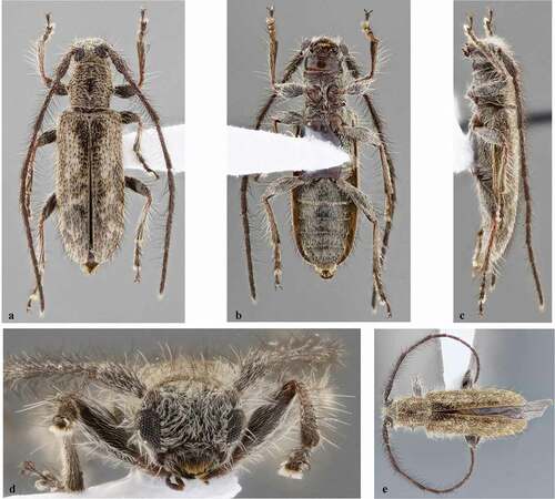 Figure 5. Eupogonius sonorensis. (a–d) Male from Jalisco (Mexico): (a) Dorsal habitus; (b) Ventral habitus; (c) Lateral habitus; (d) Head, frontal view. (e) Holotype male, dorsal habitus