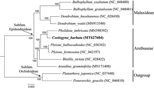 Figure 1. Phylogenetic position of Coelogyne barbata inferred by maximum likelihood (ML) based on 79 protein-coding genes from 12 species of Orchidoideae. Sequences used in this study were downloaded from the NCBI GenBank database. The bootstrap values are shown next to the nodes.