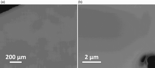 Figure 1. (a) SEM micrograph using a backscattered-electron detector and (b) HAADF-STEM overview of an FIB sample of equiatomic Ho–Dy–Y–Gd–Tb. The material is perfectly homogeneous; no features due to composition variation, precipation, dendrite formation, etc. can be seen. In both micrographs, sample edges (dark) are visible.