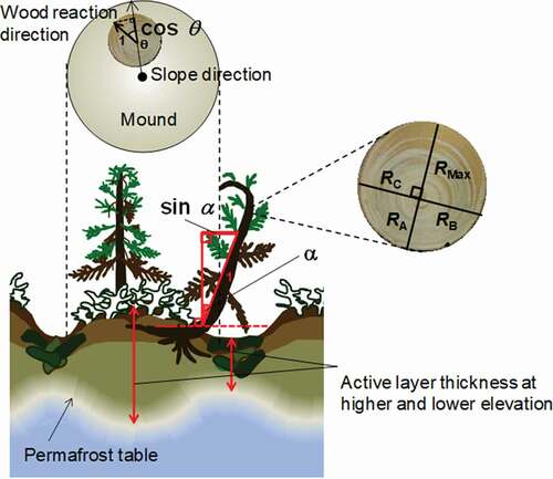 Figure 2. Schematic of soil hummocks showing measurements made on the mounds, in the depressions, and on leaning (drunken) trees