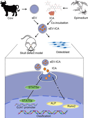 Figure 8. sEV-ICA can upregulate the expression of STAT5a, which binds to the binding site on the GJA1 promoter and activates GJA1 transcription.