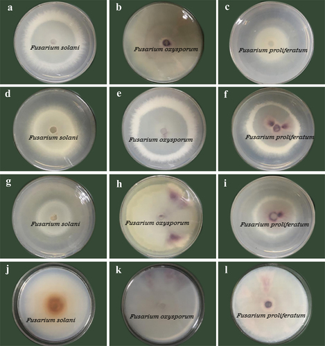 Figure 3. Antagonistic activities of volatile metabolites of antagonistic fungi against pathogens. a-c, in turn, are T. asperellum against F. solani, F. oxysporum and F. proliferatum. d-f are T. hamatum against F. solani, F. oxysporum and F. proliferatum. g-i, in turn, are T. virens against F. solani, F. oxysporum and F. proliferatum. j-l are the comparisons of F. solani, F. oxysporum and F. proliferatum in order.