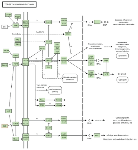 Figure 1 The pathway in which follistatin gene is involved is shown below as in KEG database.