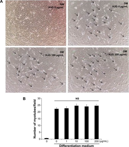 Figure 3 Effects of Hachimijiogan (HJG) on C2C12 cell differentiation.