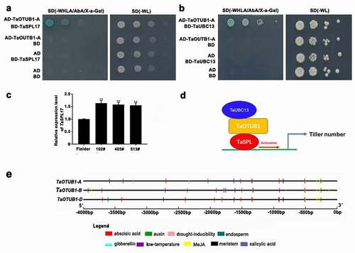 Figure 5. (a) Yeast double hybrid of TaOTUB1-A and TaSPL17. (b) Yeast double hybrid of TaOTUB1-A and TaUBC13. (c) Expression analysis of TaSPL17 in the wild-type Fielder, 102#, 405#, and 513# plants. Double asterisks indicate significant differences between the wild-type Fielder and TaOTUB1-RNAi plants at P <0 .01. (d) A proposed working model of the TaOTUB1 in regulating wheat tiller number. (e) Promoter analysis of TaOTUB1s.