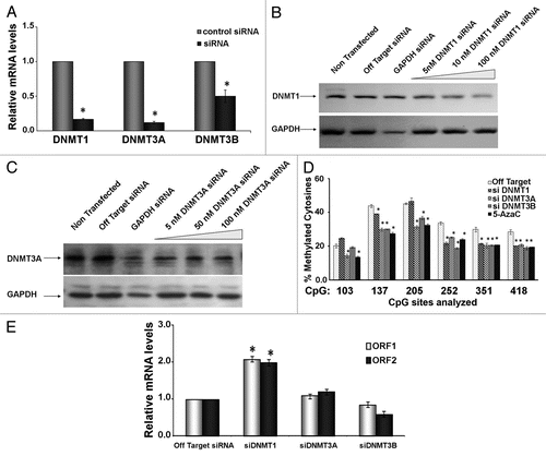 Figure 4 siRNA targeting DNMTs decreases L1 promoter methylation and increases L1 expression. HeLa cells were transfected with 50 nM siRNA targeting DNMT1, DNMT3A or DNMT3B, RNA was extracted and cDNA prepared for qPCR assays. (A) validation of DNMT mRNA downregulation via real time PCR. (B) Western blot experiments using 20 µg of total cellular protein lysate from HeLa cells transfected with siRNA against DNMT1. GAPDH was used as a loading control. (C) Western blot experiments using 20 µg of total cellular protein lysate from HeLa cells transfected with siRNA against DNMT3A. GAPDH was used as a loading control. (D) siRNA targeting DNMTs decreases L1 promoter methylation at several CpG sites. HeLa cells were transfected with 50 nM siRNA targeting DNMT1, DNMT3A or DNMT3B. As a control for DNA methylation status, the demethylating agent 5-aza-2′-deoxycytidine (5-AzaC) was used. DNA was isolated and pyrosequenced for quantitative analyses of DNA methylation using sequencing primers targeting six unique CpG dinucleotides. (E) siRNA targeting DNMT1 increases L1 transcripts. HeLa cells pretreated with 50 nM siRNA targeting DNMTs and 48 h later mRNA levels of LINE 1 ORF 1 and ORF 2 were measured by real time PCR. For all experiments involving real time PCR, relative quantitative analyses were done using the Livak method of ΔΔCt and statistic analyses were done using ANOVA (* indicates statistically significant differences, p < 0.05). Each experiment was run with three replicates and repeated at least 2×.