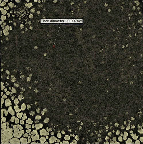 Figure 4. Two-dimensional image (1.5 µm resolution) in the X–Y plane of the junction between the outer shell membrane and the mammillary layer of a chicken eggshell fragment. Because of the curvature of the shell, the centre of the image shows only the collagen fibres of the outer shell membrane and the mammillary knobs (mammillary body nucleation sites) become visible towards the periphery (appearing to increase in frequency and size but then coalescing).