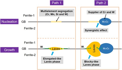 Figure 5. Schematic of the heterogeneous precipitation mechanisms of Laves phase with two morphologies. Path 1: the isolated Laves phase; Path 2: Laves phase next to the M23C6.