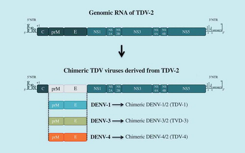 Figure 3. TDV vaccine candidate.The Takeda tetravalent vaccine TDV has been generated by substituting prM and E genes from DENV-1, DEN-3, and DENV-4 into TDV-2 backbone. TDV2 is an over-attenuated mutant of DENV-2 vaccine candidate DENV-2-PDK53.