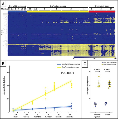 Figure 2. Temporal and gene-specific accumulation of DNA hypermethylation following Braf mutation. (A) Heat map showing hypermethylated genes in yellow, compared to unmethylated genes in blue. There was a dramatic age-related and gene-specific increase in DNA methylation in Braf mutant proximal small intestine and lesions compared to Braf wild type mucosa. (B) The average percentage methylation is plotted across time-points for Braf wild type proximal small intestine (blue), Braf mutant small intestine (yellow) and lesions (red). (C) At 12 months the proximal jejunum and colon were significantly methylated in Braf mutant (yellow) compared to Braf wild type (blue) mucosa. ****P<0.0001.