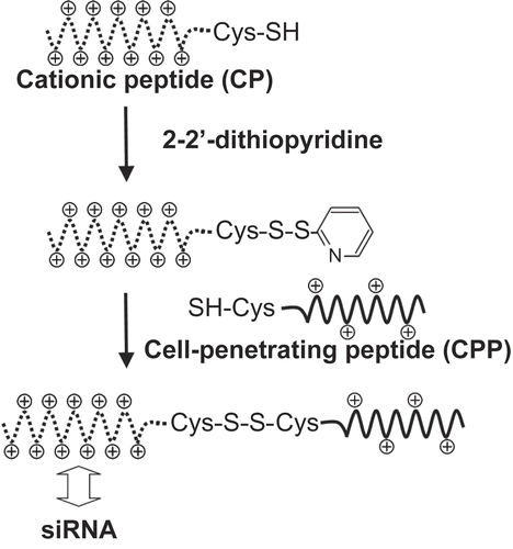 Figure 1.  Synthesis of a conjugate between a cell-penetrating peptide (CPP) and a cationic oligolysine peptide (CP) via a disulfide linkage.