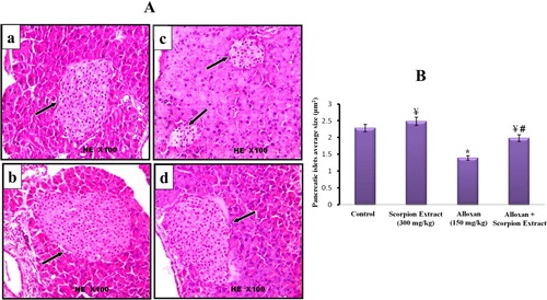 Figure 3. (A) Histological changes in islets of Langerhans of mice pancreas after treatment intraperitoneally with scorpion extract for five 5 weeks showing the difference of islets size. (a) Negative control group, (b) Scorpion extract (300 mg/kg), (c) Diabetic group by alloxan and (d) Diabetic received scorpion extract. Hematoxyline and Eosin (H&E) stain at magnification power ×100. (B) Quantitative analysis of the islets size in experimental animal groups. The average area of islets was determined by measuring diameter of 4 islets in each section and totally 40 islets in each group. Data are presented as Mean ± SEM (n = 40 islets/group). (*) Significant difference between control and each treated group using Student's unpaired t-test, (p < 0.05). (¥) Significant difference between alloxan group (150 mg/kg) and treated groups using Student's unpaired t-test, (p < 0.05). (#) Significant difference between animal groups using one-way ANOVA, (p < 0.05) followed by a Duncan's method hoc test for pairwise multiple comparison.