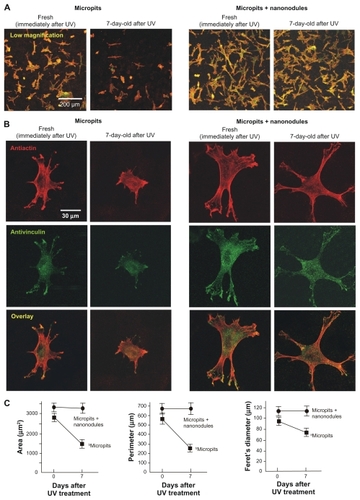 Figure 4 Age-dependent change of osteoblast affinity of UV-treated titanium surfaces evaluated by the initial spread and cytoskeletal arrangement of osteoblasts. Osteoblasts were seeded onto UV-treated micropit and micro-nano-hybrid surfaces of different ages – fresh (immediately after UV treatment) and 7-day-old surfaces. Representative confocal microscopic images of cells stained with rhodamine phalloidin for actin filaments (red) and antivinculin (green) 6 hours after seeding are presented. Low (A) and high (B) magnification images, along with cytomorphometric evaluations (C), are presented.Notes: Data are mean ± SD for panel C (n = 10); aP < 0.05; bP < 0.01, indicating a statistically significant effect of age of titanium.