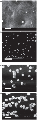 Figure 1 Scanning electron micrographs of loaded Gelucire® 44/14 SLNs with different theoretical loadings (bar = 1 μm). A) CyA-Gelucire® (20:400 mg; 5% CyA) t = 0; B) CyA-Gelucire® (40:400 mg; 10% CyA) t = 0; C) CyA-Gelucire® (30:400 mg; 7.5% CyA) t = 0; D) CyA-Gelucire® (30:400 mg; 7.5% CyA) t = 4 months.