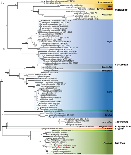 Figure 1. In silico analysis of SscA in Aspergillus species. a phylogenetic tree of SscA homologues identified in Aspergillus species. Protein sequences were obtained from the NCBI database, and alignment was performed with clustal W. The tree was generated via MEGA X to examine SscA homologues. The tree based on the neighbour-joining method was replicated 1,000 times, and the scale represented the number of substitutions per site.