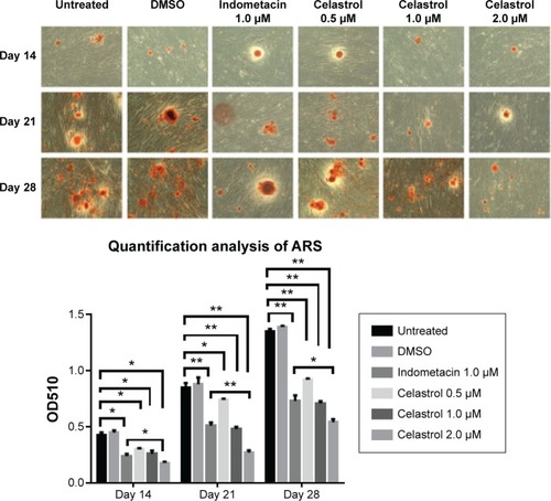 Figure 6 Effect of different doses of celastrol on Alizarin red staining in isolated ankylosing spondylitis fibroblasts compared with indometacin and negative control.