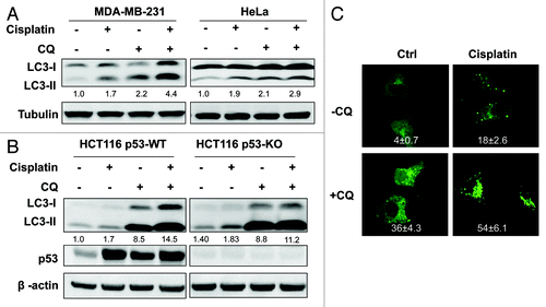 Figure 4. Cisplatin induces autophagy in human cancer cells. (A) Cisplatin promotes autophagy flux in human cancer cells. MDA-MB-231 and HeLa cells were pretreated with CQ (5 µM) for 30 min, followed by cisplatin (10 µg/ml) for another 12 h, cell lysates were collected and subject to western blot. (B) Cisplatin’s effect on autophagy is p53-independent. HCT116 p53-WT and p53-KO cells were treated as described in (A), and cell lysates were collected and subject to western blot. In (A and B) LC3-II was quantified and the folds of increase were presented accordingly. (C) Induction of GFP-LC3 punctation by cisplatin. Same treatment as (A) was performed on MEFs with stable expression of GFP-LC3. The GFP-LC3 distribution pattern was observed under a confocal microscope (× 600) and the number of GFP-LC3 dots per cell was quantified. Data (mean ± SD) are representative of three independent experiments.