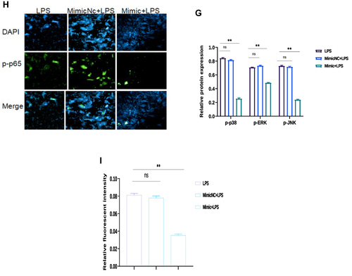 Figure 4 Identification of Tumor necrosis factor receptor‐associated factor 6 (TRAF6) as a target gene of bta-miR-24-3p (A) According to the TargetScan, the bta-miR-24-3p target site in the sequence of TRAF6 was predicted. (B) The luciferase reporter gene assay measured the fluorescence activity of the TRAF6 3ʹUTR in HEK293T cells that were co-transfected with wild-type TRAF6 3ʹUTR and bta-miR-24-3p, or mutational type TRAF6 3ʹUTR and bta-miR-24-3p, respectively (C) qRT-PCR was used to determine the mRNA expression level of TRAF6 in BEECs transfected with miR-24-3p mimics, or scramble, respectively; β-actin was used as an endogenous control. (D) Cells were transfected with bta-miR-24-3p mimics or bta-miR-24-3pNC for 7hours. Ordinary BEECs served as the control group was all later treated with 3μg/mL for 24hours, proteins were later extracted, The expression of TRAF6, p-IĸBα, p-p65 proteins was detected in transfected and treated BEECs by Western blot technique (E). The gray values of TRAF6, p-pIĸBα, p-p65 in different treatment groups were measured by IPP6.0 software. (F) The protein extraction followed the same way as in (E). The Western blot technique detected the expression of p-p38, p-ERK, and p-JNK proteins in transfected and treated BEECs (G). The gray values of p-p38, p-ERK, p-JNK proteins in different treatment groups were measured by IPP6.0 software. (H) The p65 translocation was detected by immunofluorescence staining (×400, scale bar = 100μm). The nucleus emits blue fluorescence, and the green spots indicate p‐p65 fluorescence staining. (I) The IOD/area was measured by IPP 6.0 software to represent the relative fluorescence intensity of p‐p65, with DAPI’s IOD as an internal control. Data are represented by the mean ± SD of three independent experiments. **p < 0.01. (Student’s t-test).