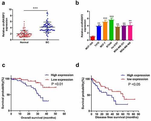 Figure 1. CircRASSF2 is upregulated in BC tissue and correlates with the progression and poor prognosis (a) The expression levels of circRASSF2 in BC tissue and normal tissue were detected by qRT-PCR. (b) The expression levels of circRASSF2 in BC cell lines (T47D, MCFMFC, MCFMU7, BT549, Hsmur578, MDAMUMU231, MDAMurMBMUL468) and Normal breast epithelial MCF-10A cells were detected by qRT-PCR. (c) Kaplan-Meier survival curve was used to evaluate the overall survival time of BC patients with low expression of circRASSF2 (n = 35) and high expression of circRASSF2 (n = 35). (d) Kaplan-Meier survival curve was used to evaluate the progression-free survival time of BC patients with low expression of circRASSF2 (n = 35) and high expression of circRASSF2 (n = 35). *, P < 0.05; **, < 0.01; ***, P < 0.001