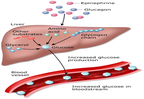 Figure 14. Glucose counter-regulatory hormones: effect on liver (Rajendran et al., Citation1979).